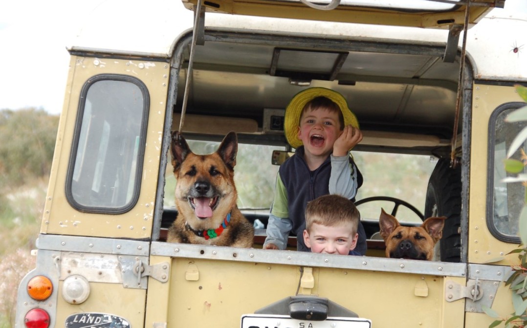 Dogs and Cars