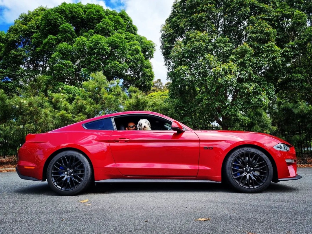 2019 Ford MUSTANG