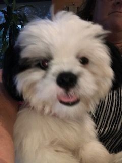 my dog lily is in a contest please vote for her here is her photo click on link below thank you
