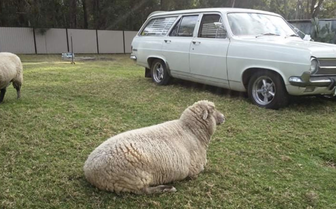 1965 Holden HD